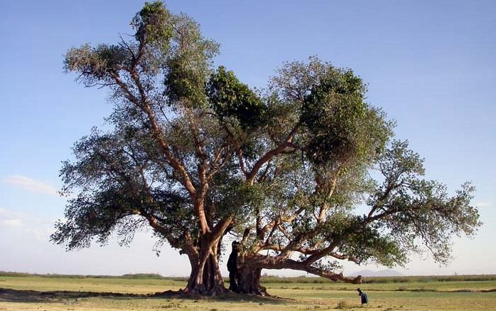 Histoires d’arbres – Les sacrés (4/6)