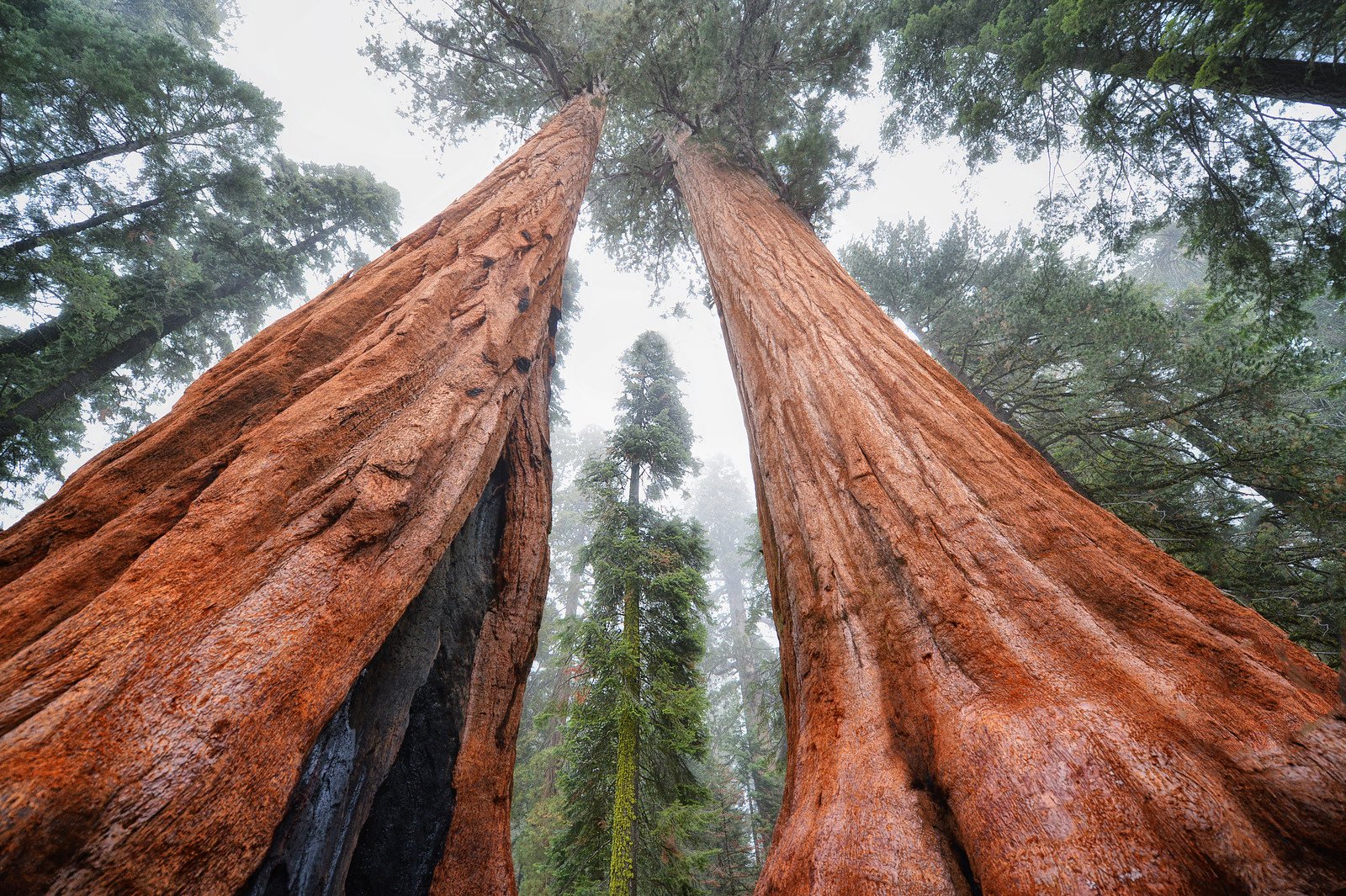 Documentaire Histoires d’arbres – Les survivants (5/6)