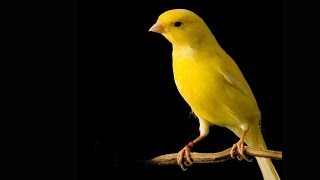 Des canaris dans la mine