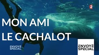 Documentaire Mon ami le cachalot