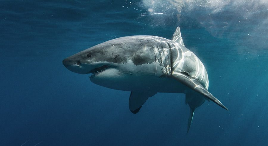 Documentaire Rencontres avec le grand requin blanc (2/2)