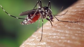 Documentaire Les nouveaux rois de l’anti-moustique