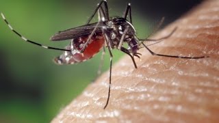 Les nouveaux rois de l'anti-moustique