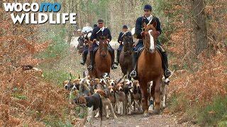 Le cheval, entre chasse à courre et saut d'obstacles