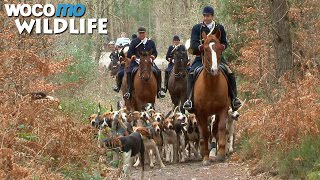 Documentaire Le cheval, entre chasse à courre et saut d’obstacles