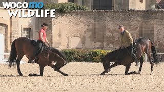 Chantilly : les plus belles écuries du monde