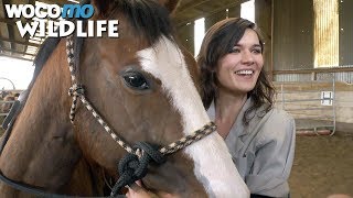 Documentaire L’éducation du poulain – Comprendre son cheval grâce à l’équitation éthologique