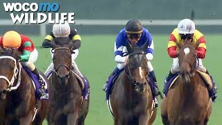 La folie des courses de chevaux au Japon