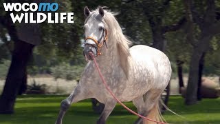 Le cheval espagnol , un cheval d'exception