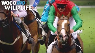 Tout sur Gémix,  le pur-sang double lauréat de la Grande Course de Haies d'Auteuil