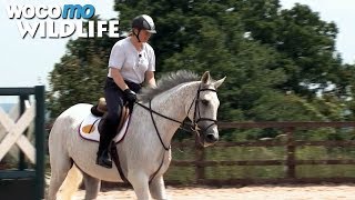 Neptune Collonges : le champion de courses d’obstacles se reconvertit dans le dressage