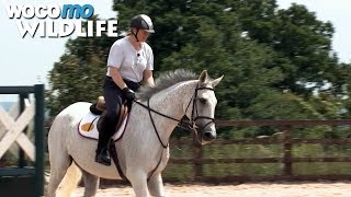 Documentaire Neptune Collonges : le champion de courses d’obstacles se reconvertit dans le dressage