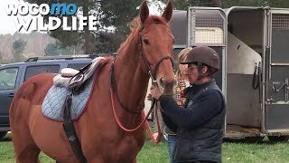 Documentaire Feu Croisé – L’histoire atypique du cheval de course anglo-arabe