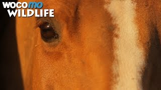 Le cheval : un être intelligent