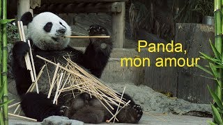 Documentaire Panda, mon amour