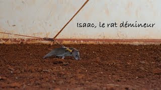 Isaac, le rat démineur