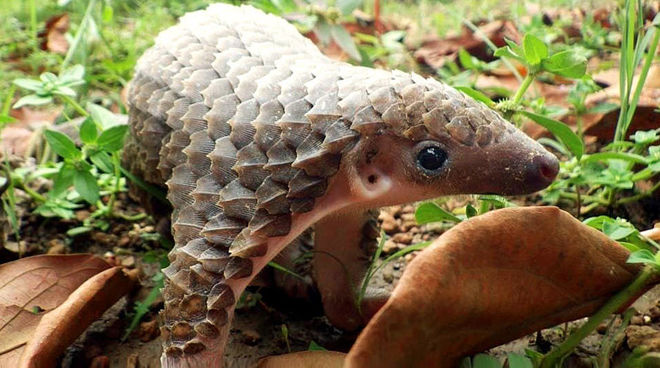 Le Viêtnam au chevet des pangolins