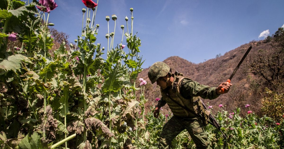 Mexique : la guerre de l'opium