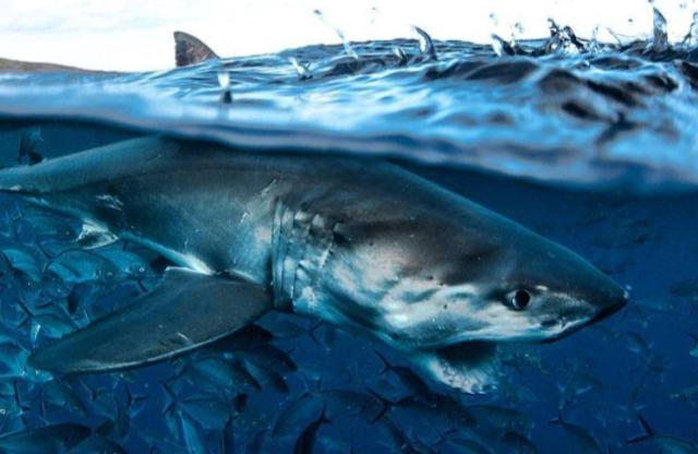 Requins des îles perdues du Pacifique