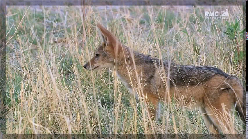 Documentaire Les guépards