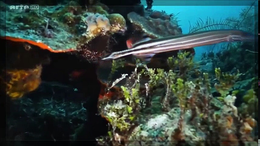 Récifs coralliens, la beauté sous-marine
