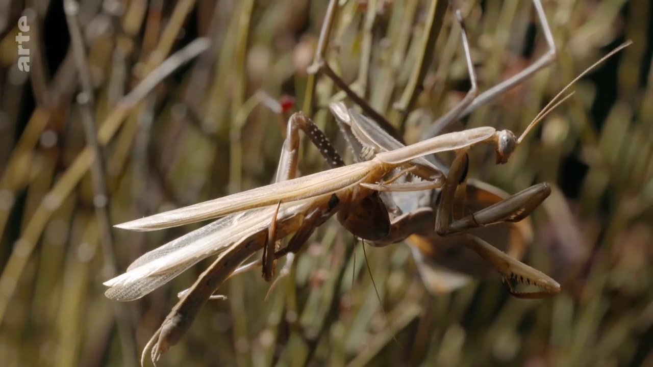 Documentaire Fascinants insectes –  Manger ou être mangé (2/3)