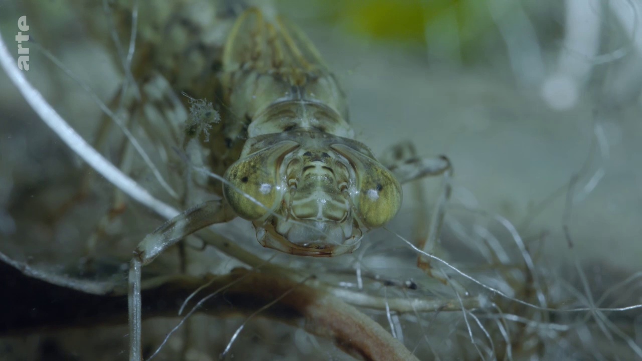 Documentaire Fascinants insectes – Survivre à l‘hiver (3/3)