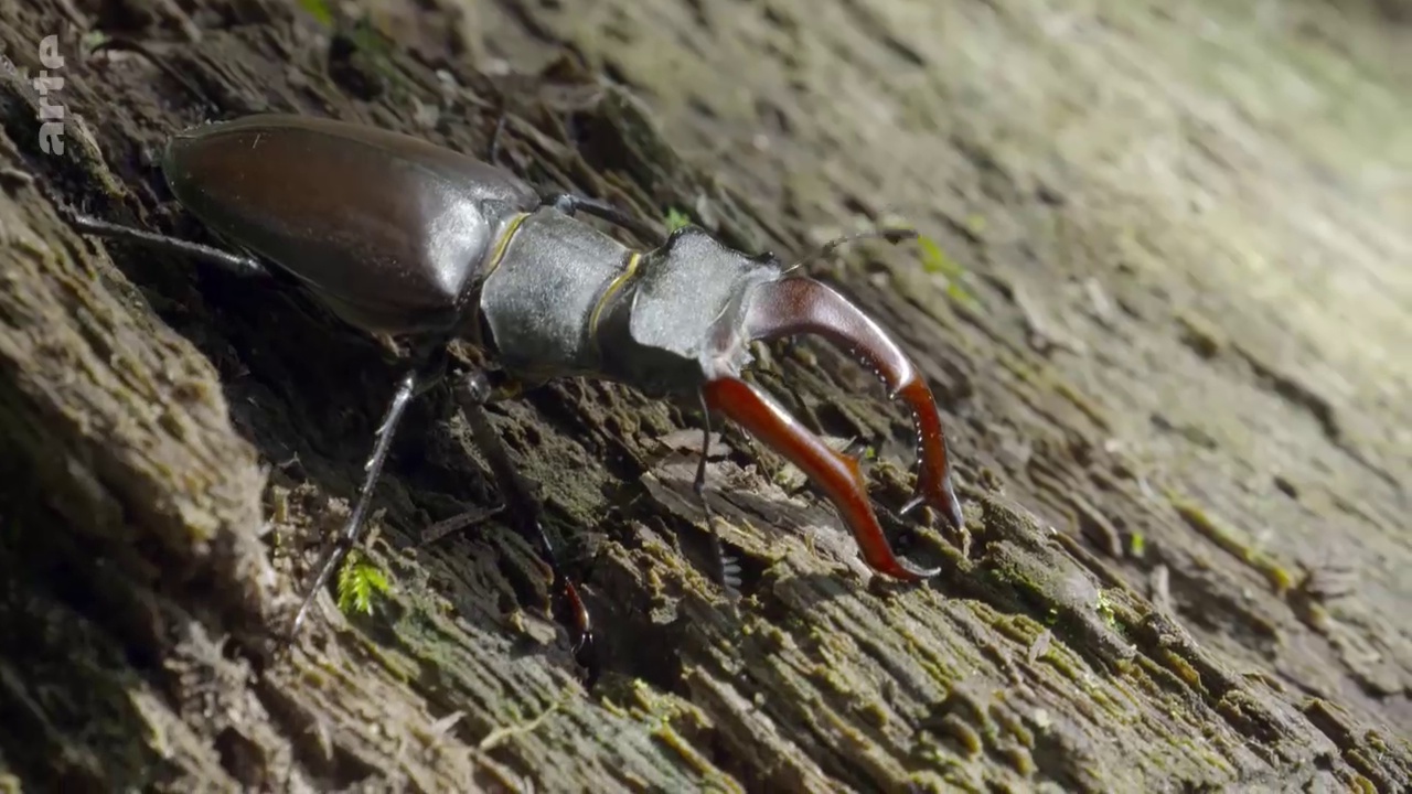 Documentaire Fascinants insectes – Les Coléoptères (1/3)