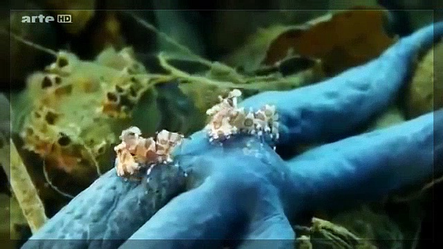 Ces drôles de poissons - Pas si bêtes que ça !
