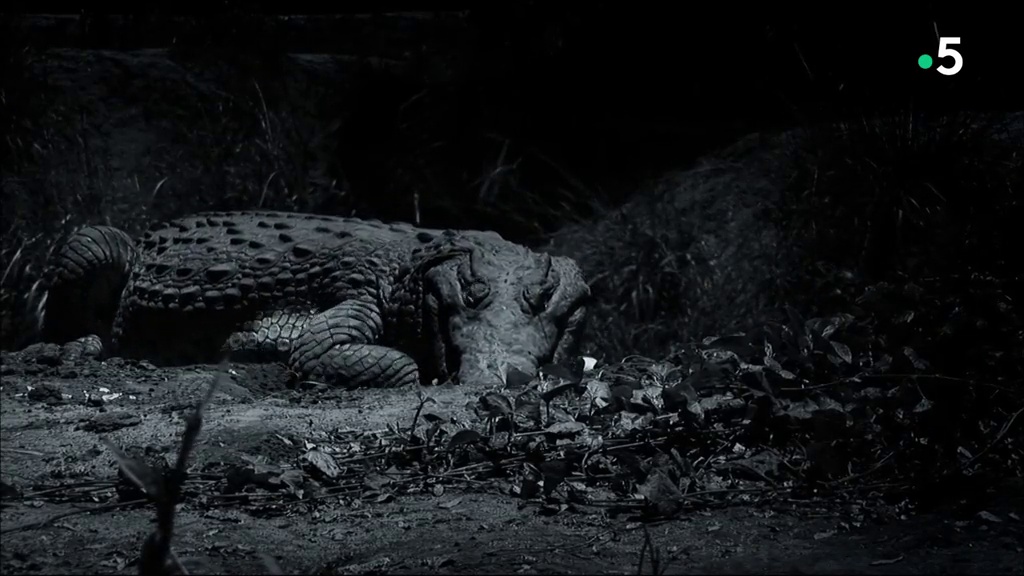 Crocodiles, des parents attentionnés