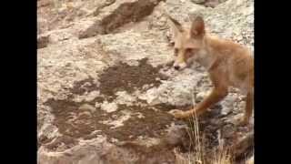 Documentaire La saison des gazelles