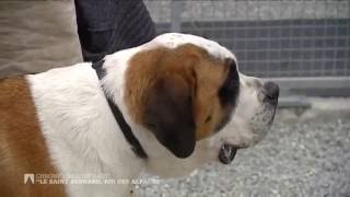 Le Saint-Bernard, roi des alpages