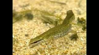 Le Triton et la Salamandre