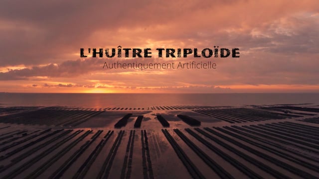 L'huître triploïde, authentiquement artificielle