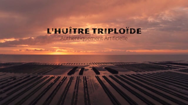 Documentaire L’huître triploïde, authentiquement artificielle