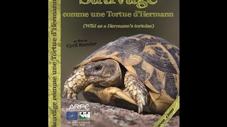 Documentaire Sauvage comme une Tortue d’Hermann