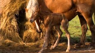 Documentaire Veau, vache, cochon, couvée