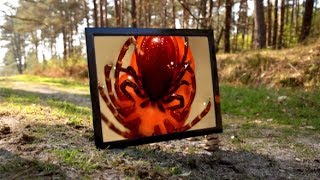 Maladie de Lyme : épidémie ou psychose ?