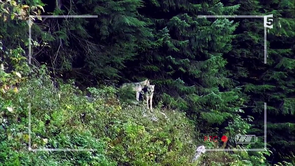 Anchorage, ville sauvage -  Entre chiens et loups