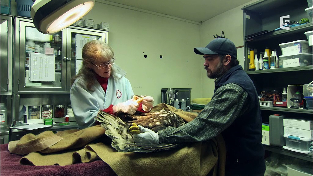 Documentaire Anchorage, ville sauvage – Le sauvetage des pygargues