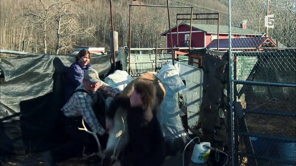 Anchorage, ville sauvage - Les derniers caribous