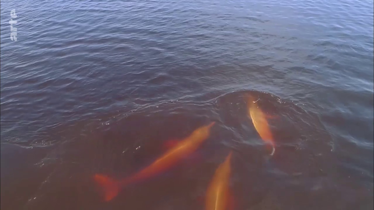 Arapaïma, le poisson géant d'Amazonie