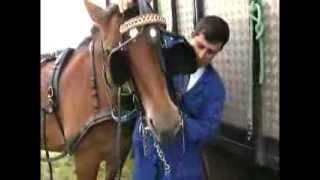 Cheval de trait