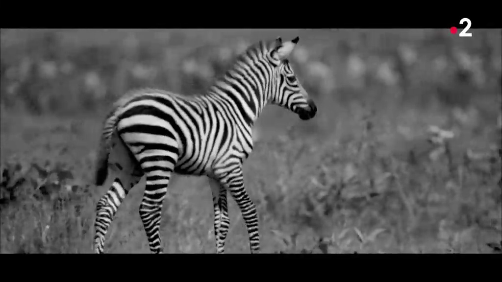 Grandeurs nature - Punda, le zèbre