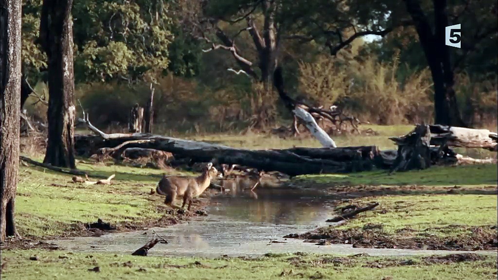 Hippos contre lions