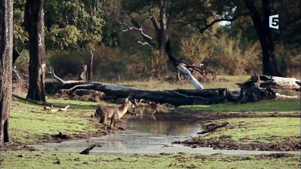 Documentaire Hippos contre lions