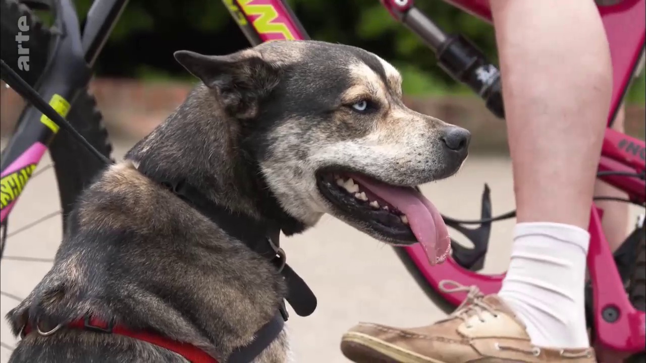 L'Anglais qui murmure à l'oreille des chiens