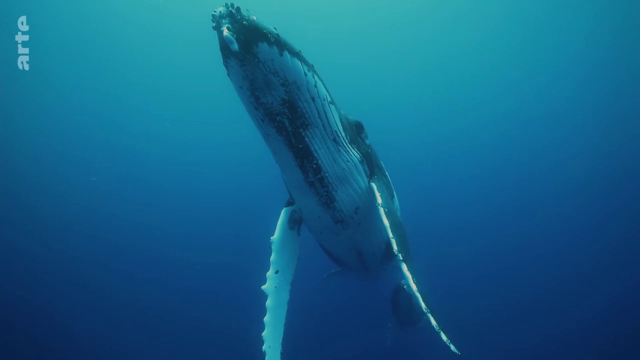 La vie secrète des atolls de Polynésie