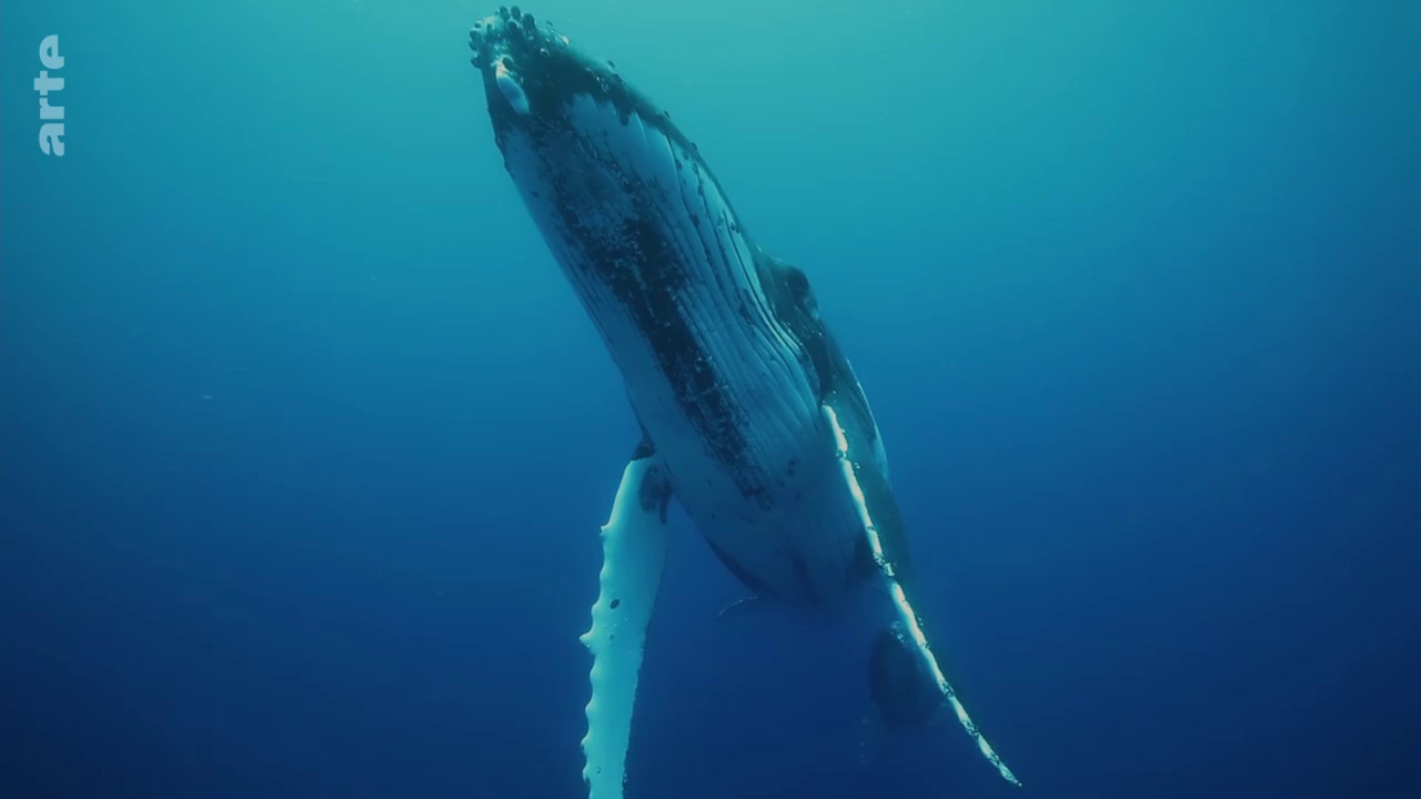 Documentaire La vie secrète des atolls de Polynésie