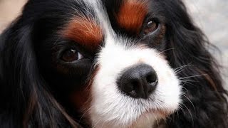 Documentaire Le cavalier king charles et le king charles